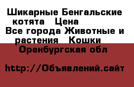 Шикарные Бенгальские котята › Цена ­ 25 000 - Все города Животные и растения » Кошки   . Оренбургская обл.